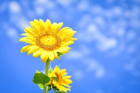 Blue sky summer sunflower photo