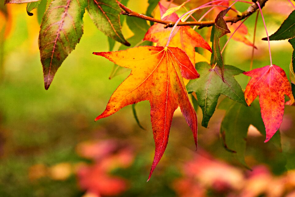 Fall tree bright
