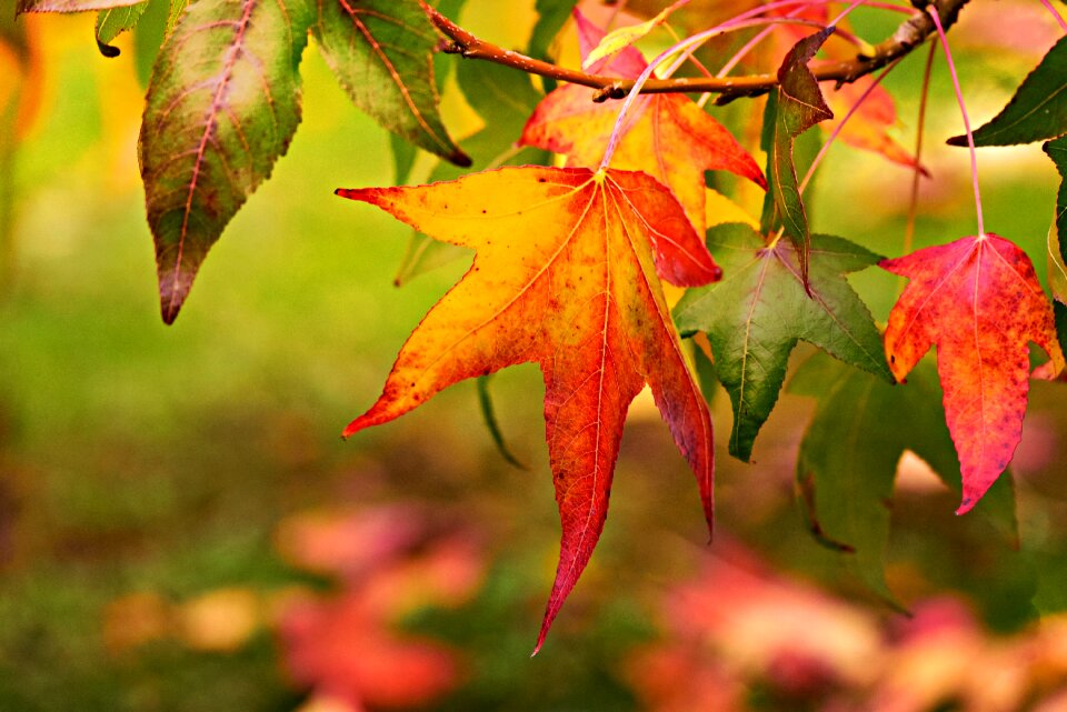 Fall tree bright photo