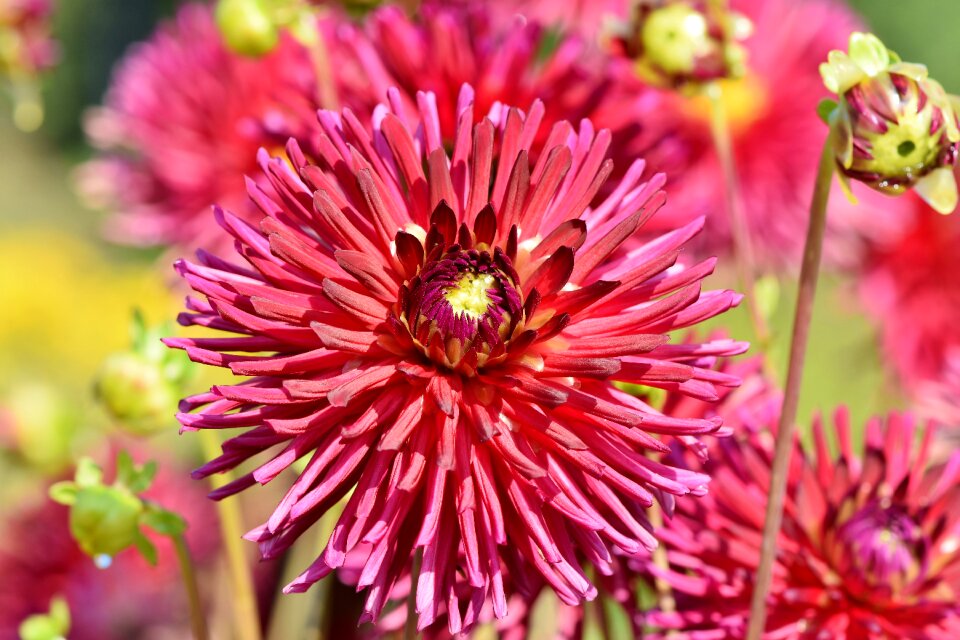 Flower blossom bloom