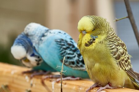 Animal world parakeet plumage photo