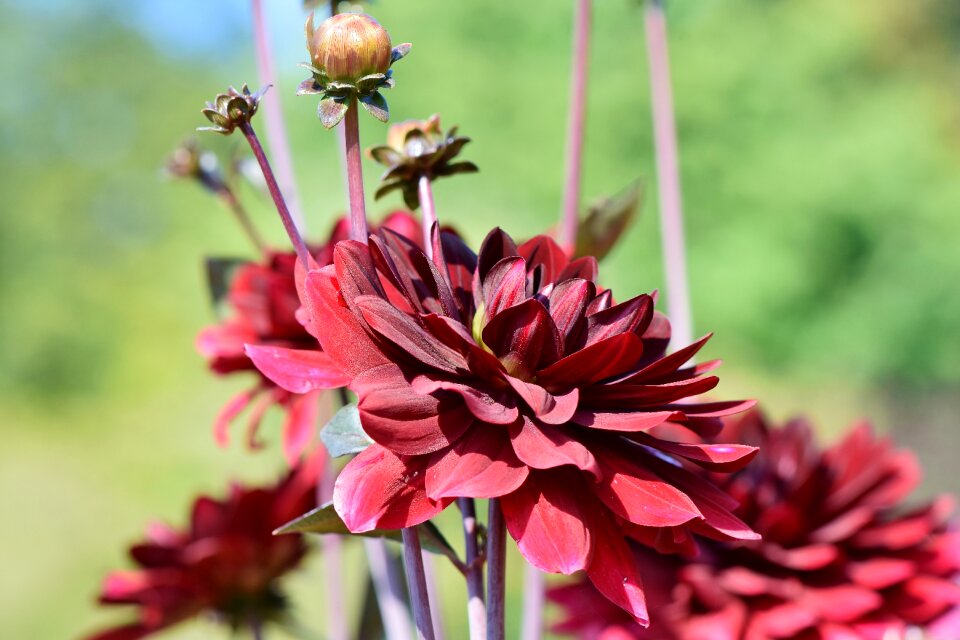 Bud dahlia garden garden plant