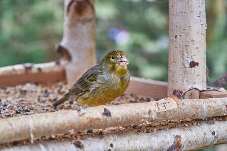 Garden bird feeder feeding