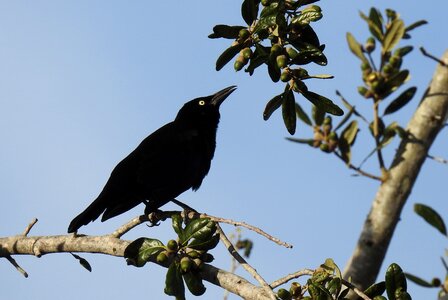 Black winter dress winter coloring