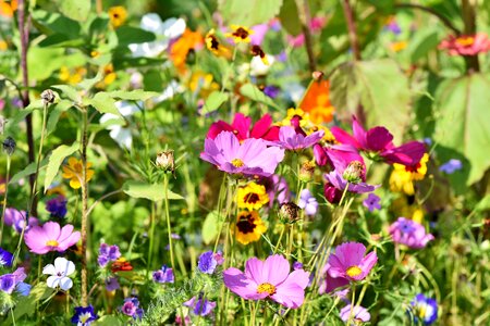 Wild flowers bloom bright photo