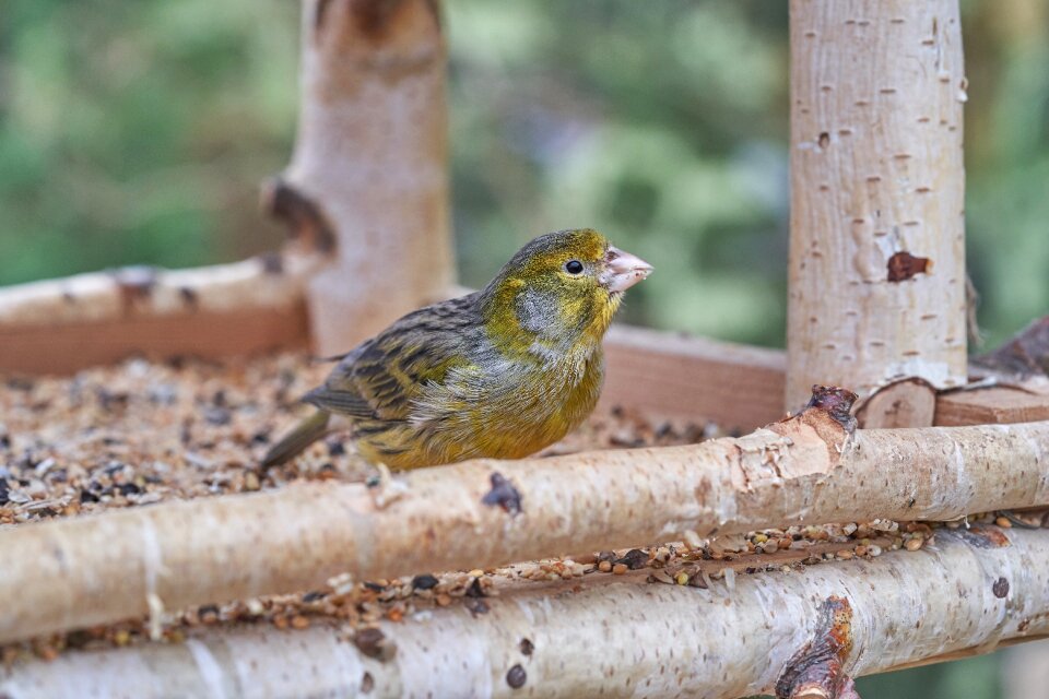 Garden bird feeder feeding