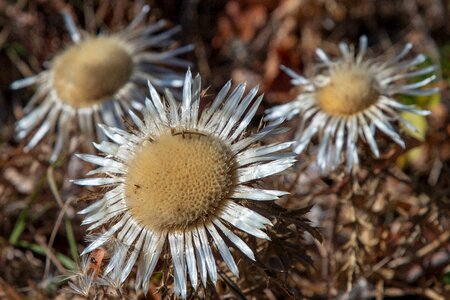 Plant wild flower thistle flower photo