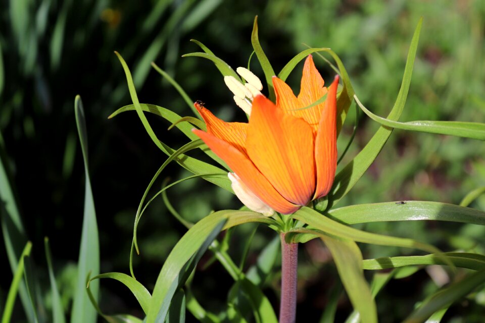 Nature plant flower