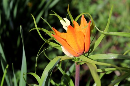 Nature plant flower
