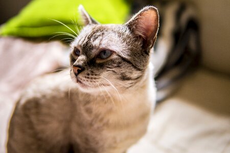 Cat animal thoughtful