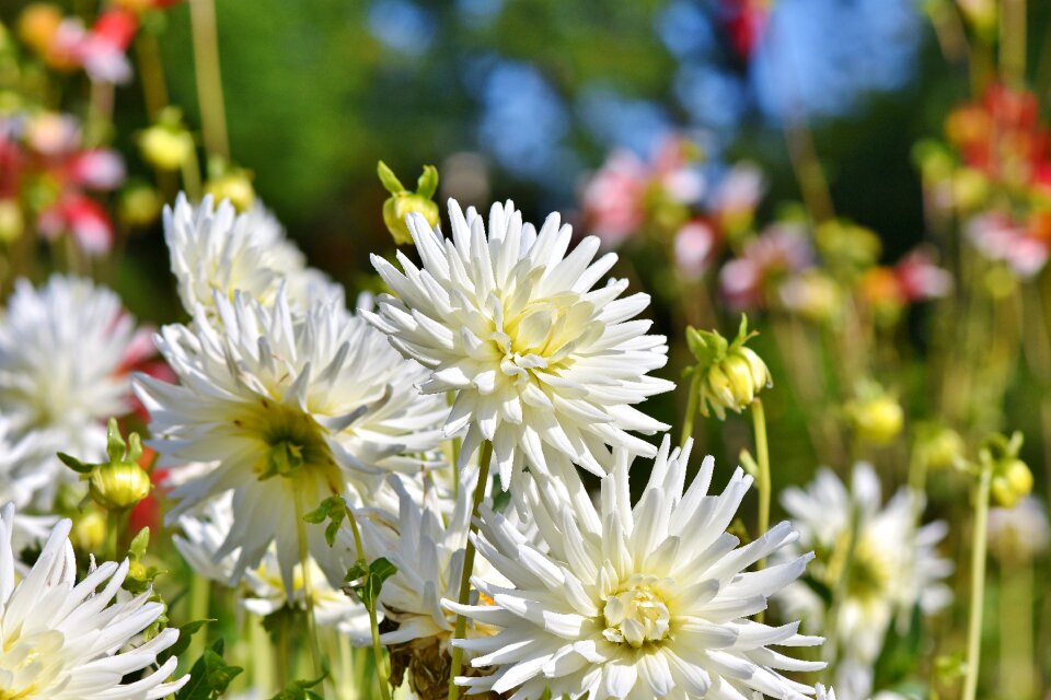 Flower blossom bloom