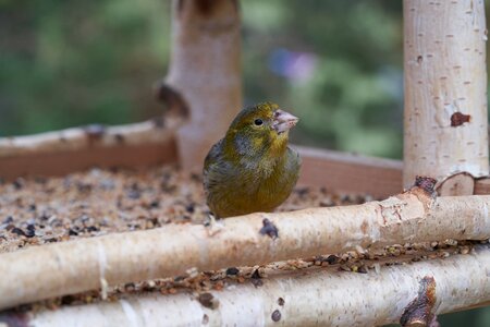 Garden bird feeder feeding