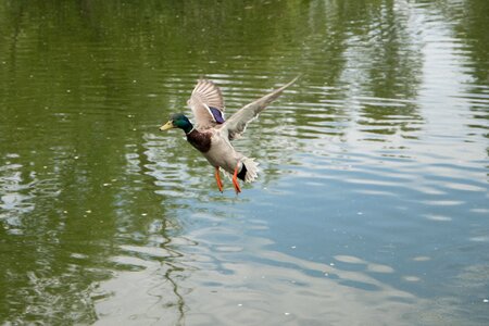 Flight bird flying
