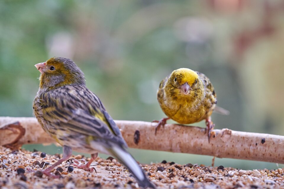 Garden bird feeder feeding