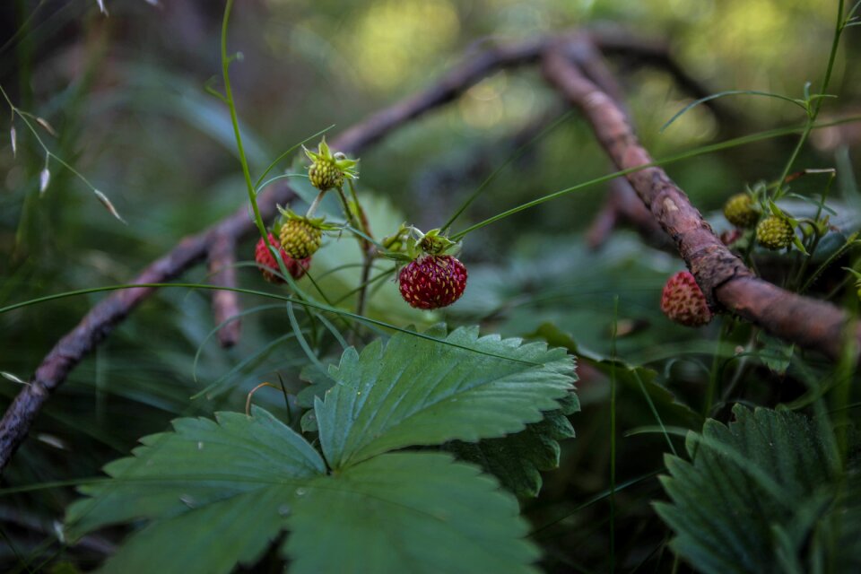 Vologodskaia nutrition forests