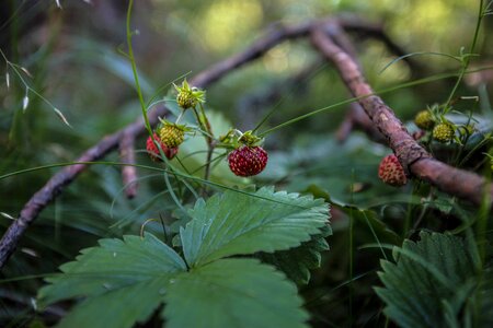 Vologodskaia nutrition forests
