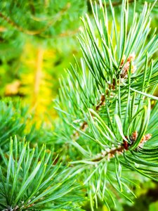 Nature pine branch photo