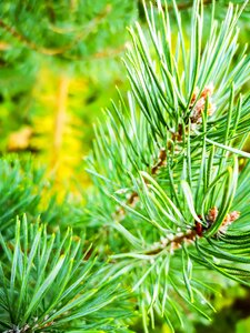 Nature pine branch