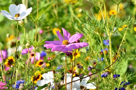 Wild flowers bloom bright photo