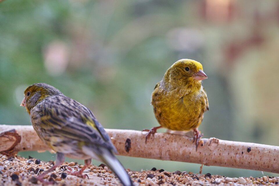 Garden bird feeder feeding