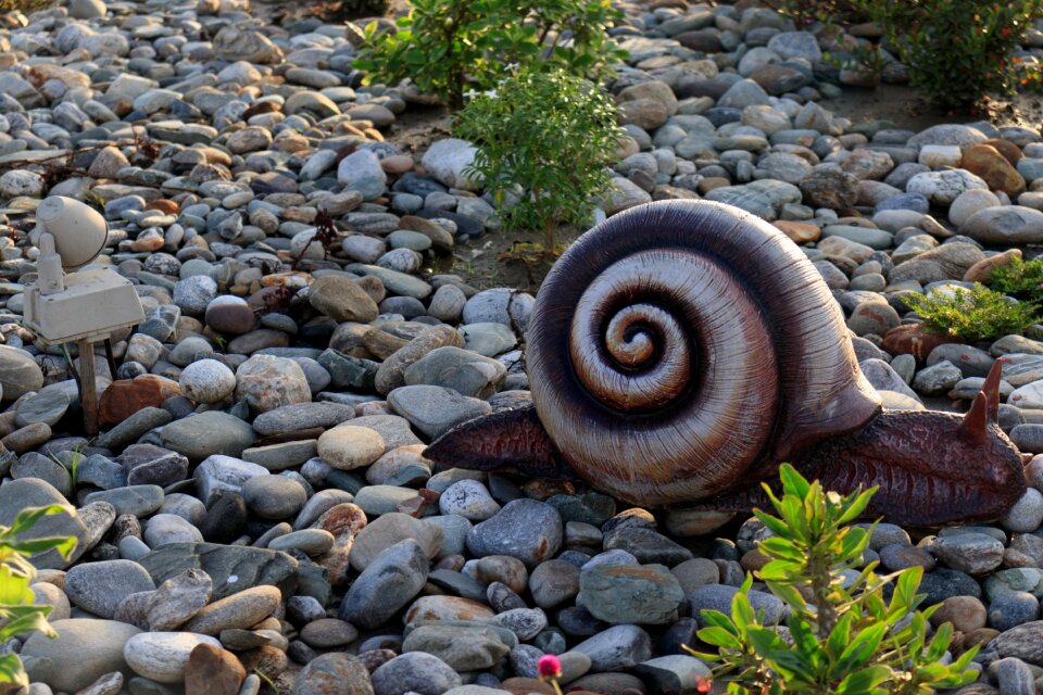 Stone plants nature