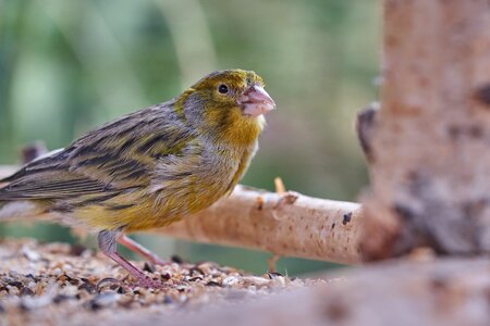Garden bird feeder feeding