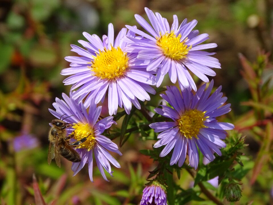 Flower garden nature