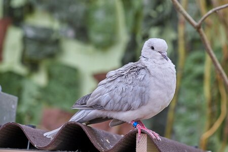 Feather white flying