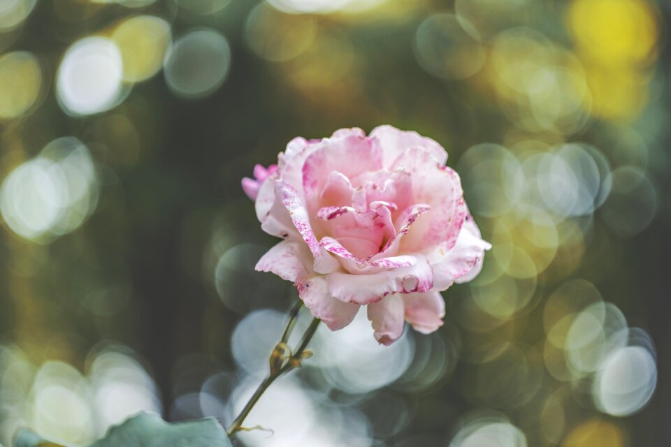 Botanical pink bloom