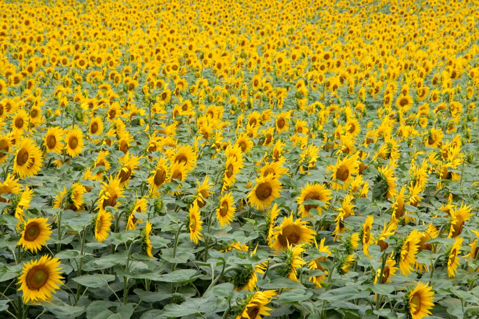 Nature summer flower