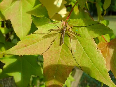 Maple fall insect