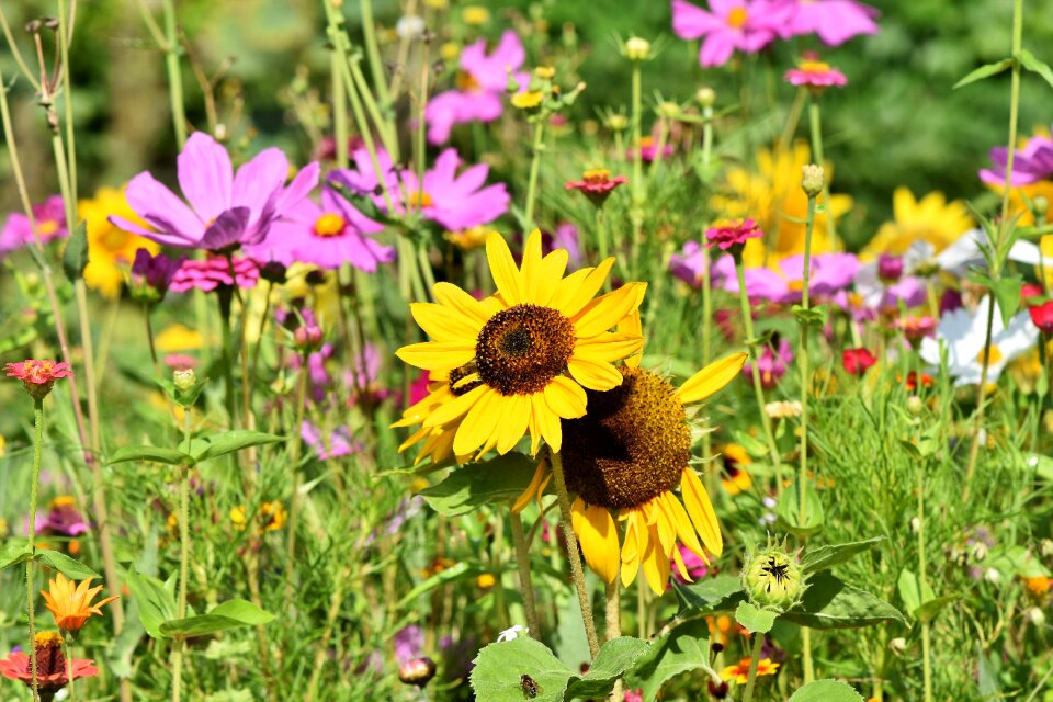 Wildflowers wild flowers bloom