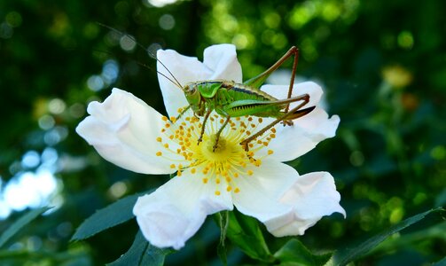 Prostoskrzydłe tettigonia viridissima nature