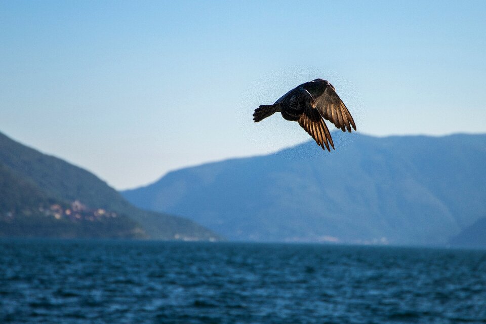 Nature wing flying