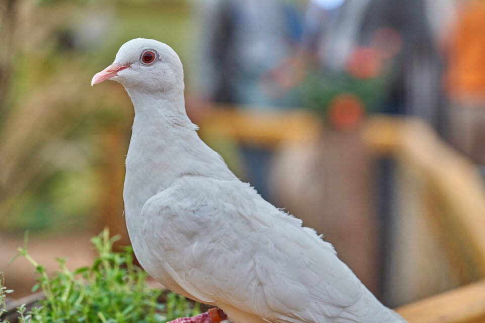 Feather white flying