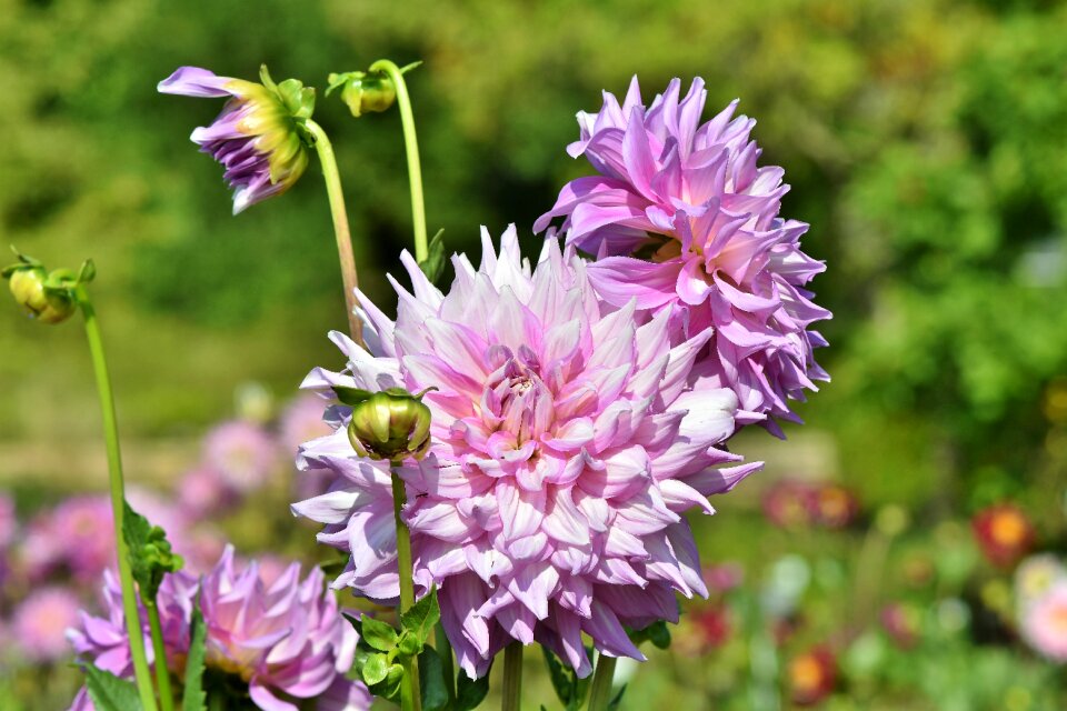 Flower blossom bloom