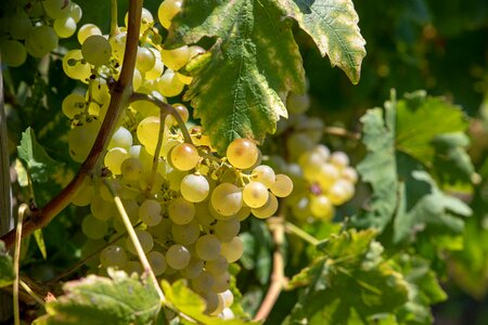 Winegrowing wine nature