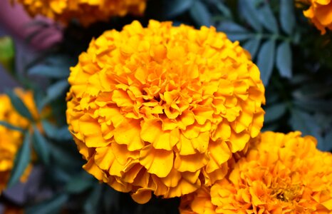 Nature garden yellow