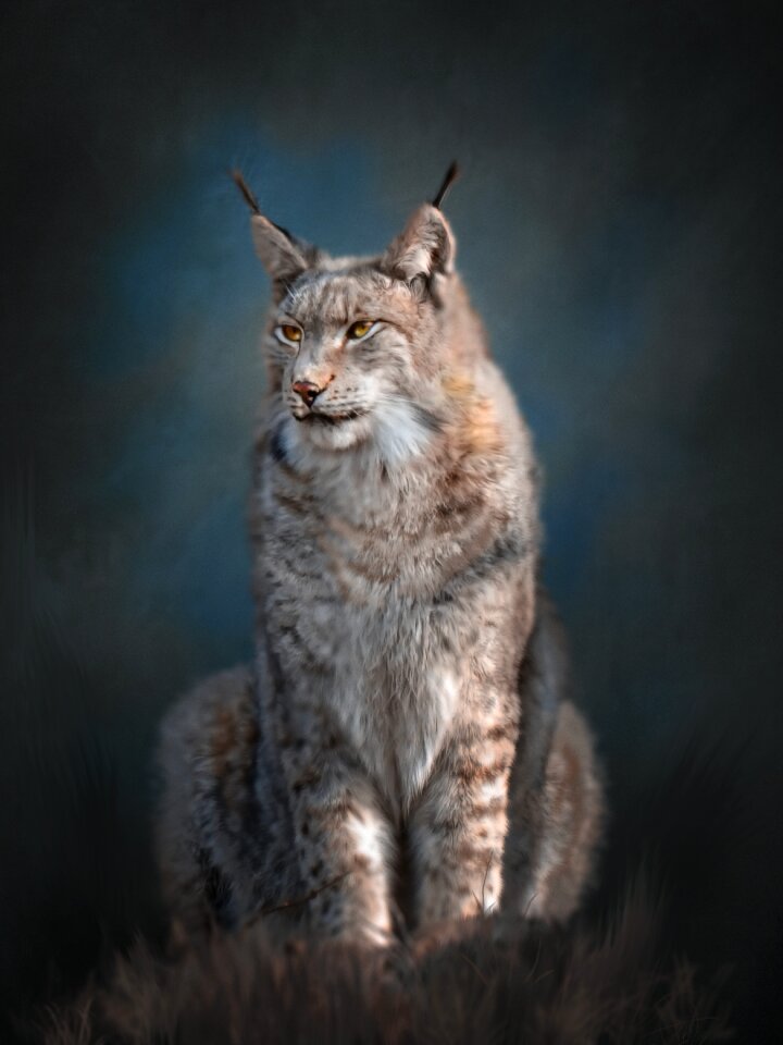 Nature portrait big cat