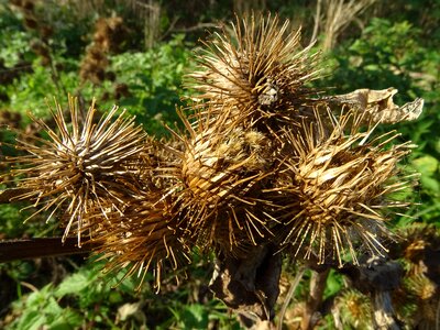 Plant fall thorny