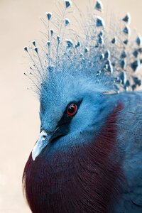 Wild animal world animal