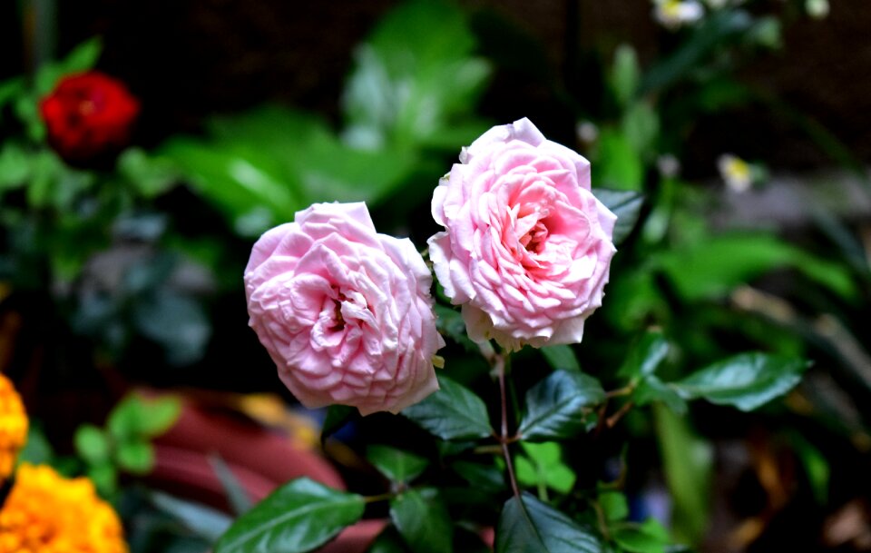 Flower romance floral