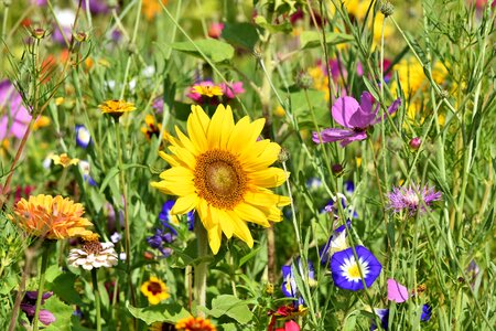 Wildflowers wild flowers bloom photo