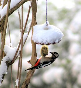 Snow winter food