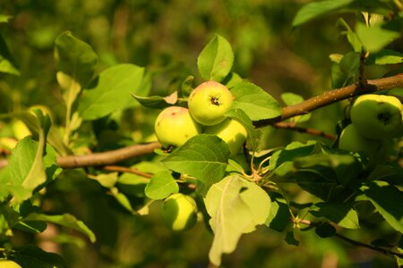 Nature tree outdoor