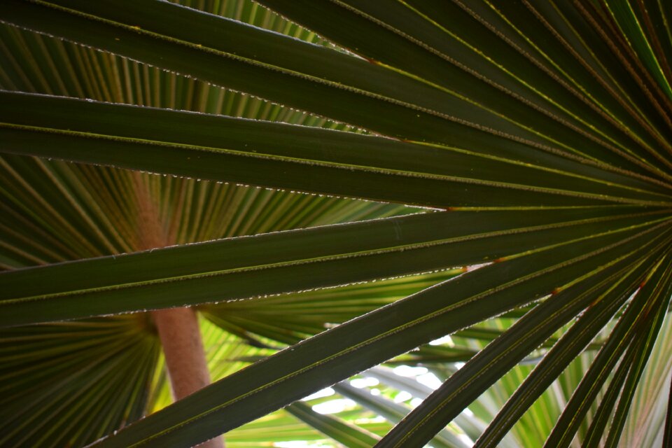 Fronds tropical leaf photo