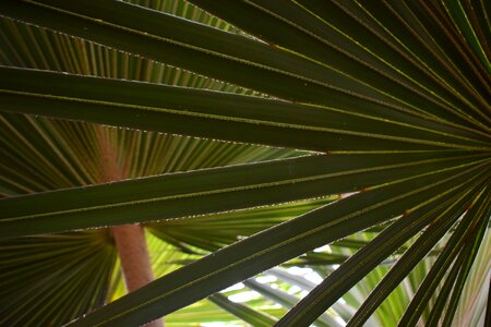 Fronds tropical leaf photo