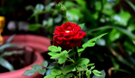 Flowers garden flowering