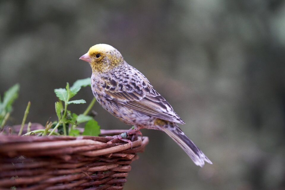 Treehouse garden bird feeder