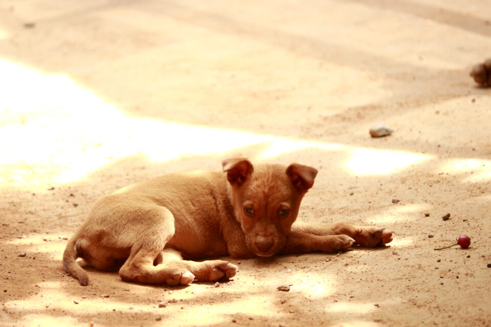 Road side puppies puppy cute dog